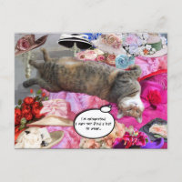 Dilemme de Princess Tatus Cat