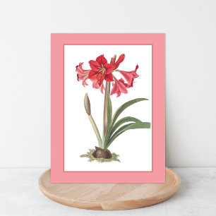 Carte postale d'illustration botanique d'Amaryllis