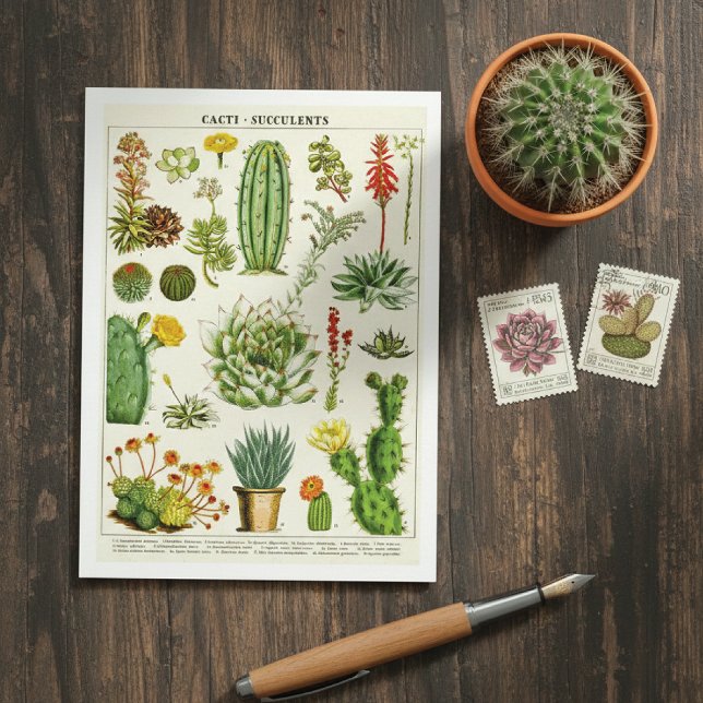 Carte postale d'illustration botanique de cactus s (Créateur téléchargé)