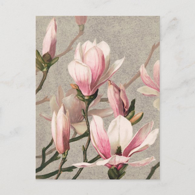 Carte postale d'illustration botanique vintage (Devant)