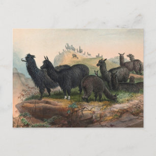 Carte postale d'illustration de livre d'alpacas vi