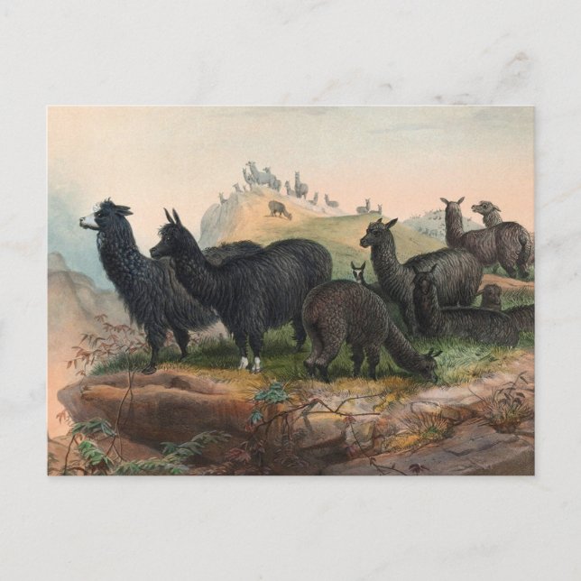Carte postale d'illustration de livre d'alpacas vi (Devant)