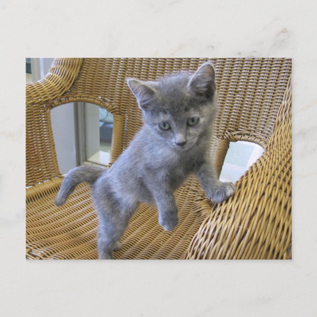 Carte Postale Dilute Tortoiseshell Kitten (Devant)