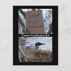 Carte postale d'imbrication commune de plongeon