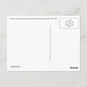 Carte postale Dimetrodon