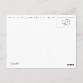 Carte postale Dimetrodon