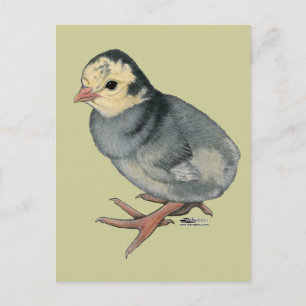 Carte Postale Dinde Poult Blue Slate