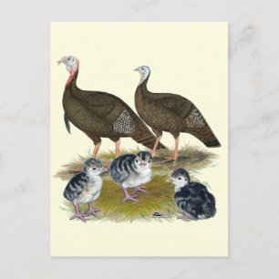 Carte Postale Dindes Famille Sauvage de l'Est