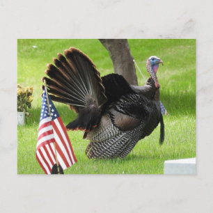 Carte Postale Dindon patriotique se pavanant