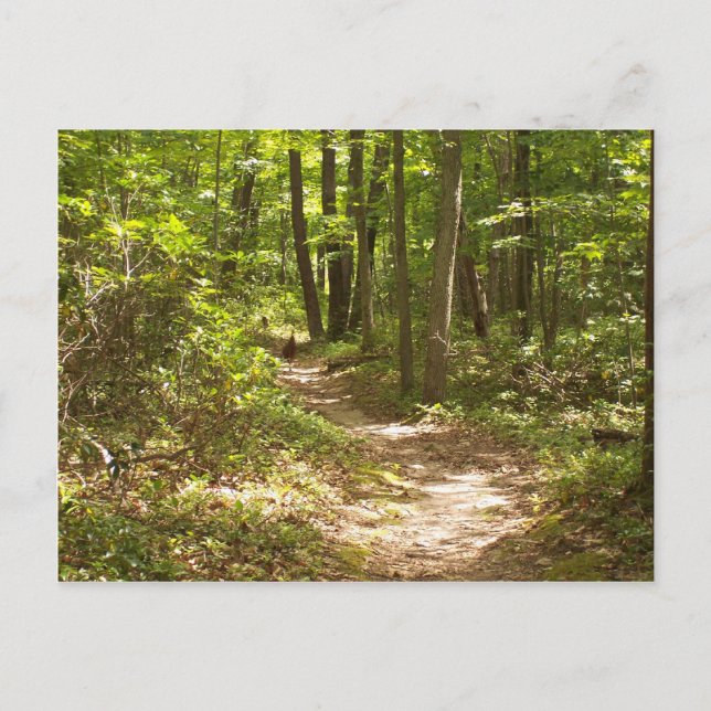 Carte Postale dindons de la pennsylvanie (Devant)