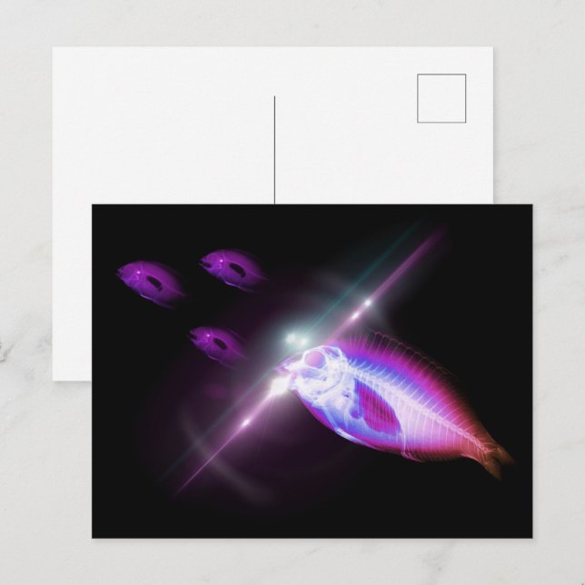 Carte Postale Dîner de chasse Poisson X-Ray 2 (Devant / Derrière)