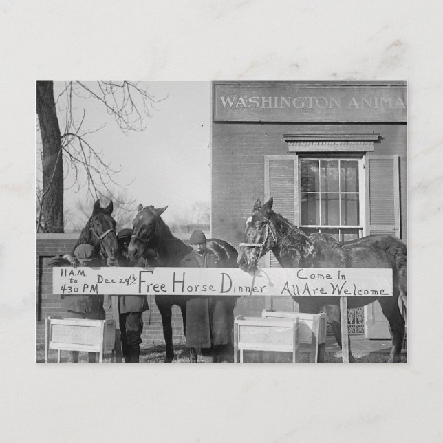 Carte Postale Dîner gratuit pour les chevaux, 1923 (Devant)