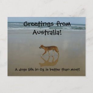 Carte postale Dingo