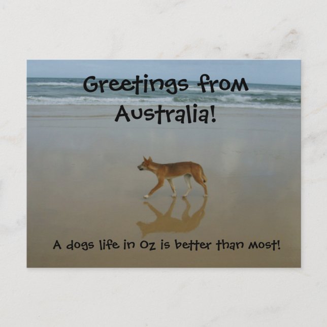 Carte postale Dingo (Devant)