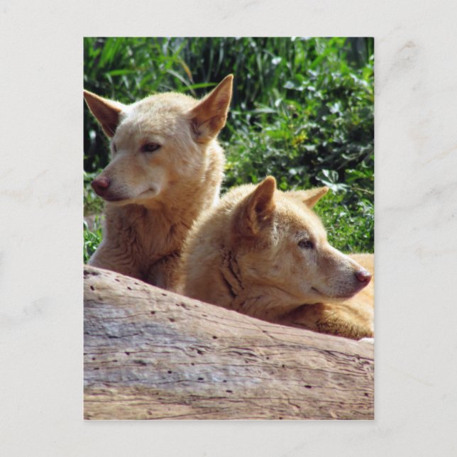 Carte Postale dingo australie (Devant)