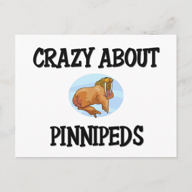 Carte Postale Dingue de Pinnipeds (Devant)