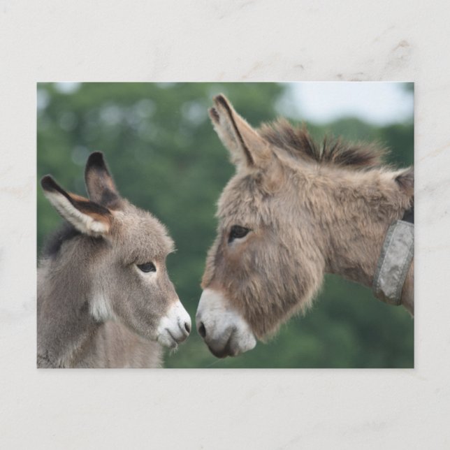 Carte Postale Dinky donkey (Devant)