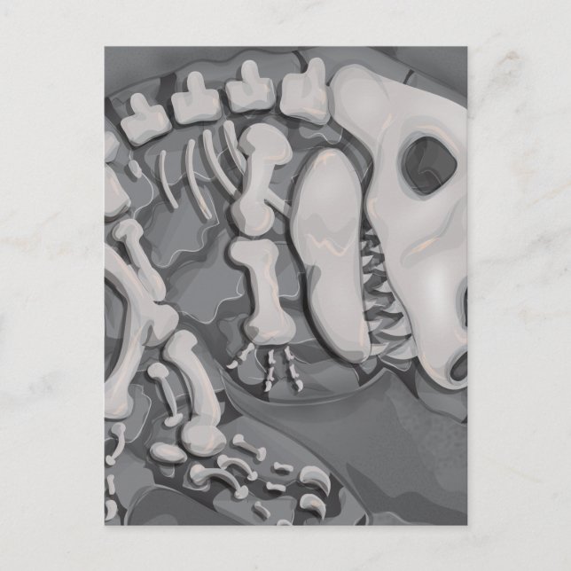 Carte Postale Dinosaure Fossil (Devant)