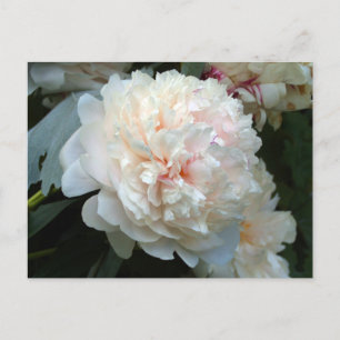 Carte postale d'invitation à la pivoine pour toujo
