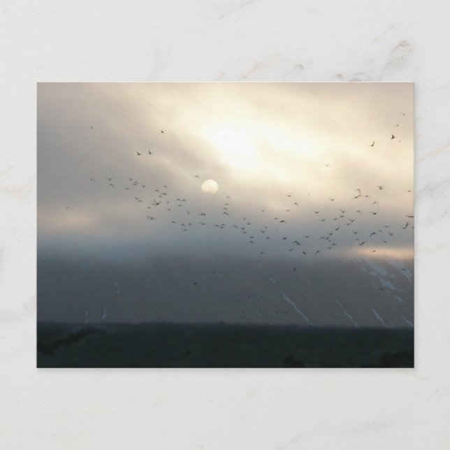 carte postale diomede 11 (Devant)