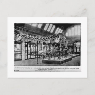 Carte postale Diplodocus carnegii