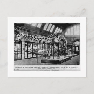 Carte postale Diplodocus carnegii