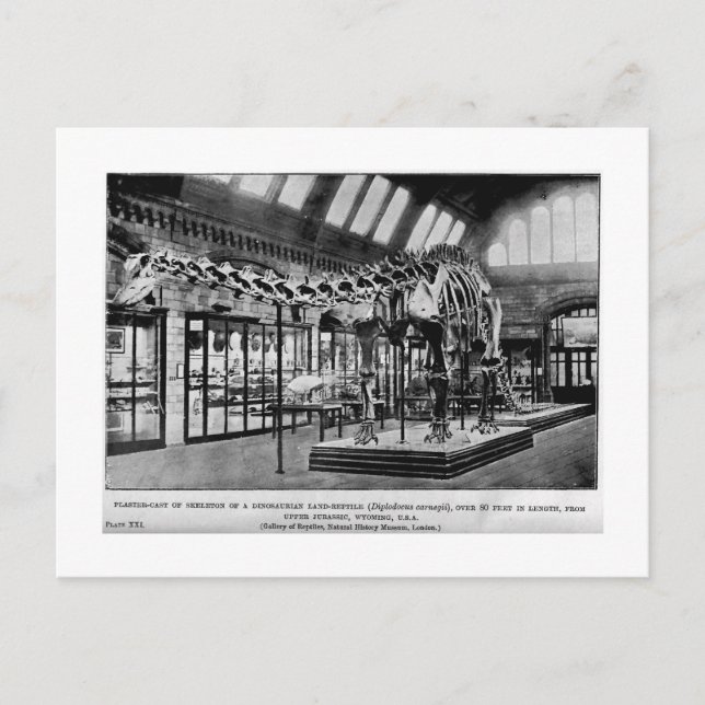 Carte postale Diplodocus carnegii (Devant)