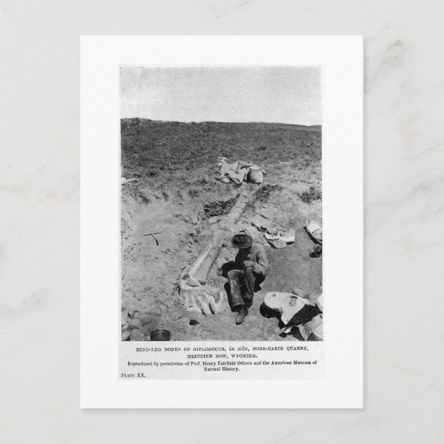 Carte postale Diplodocus dinosaur creuser art (Devant)