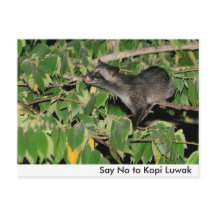 Carte postale Dire Non au Kopi Luwak