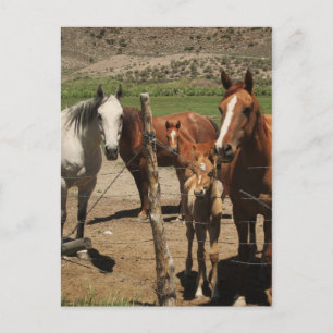 Carte Postale Dis Fromage ! :)