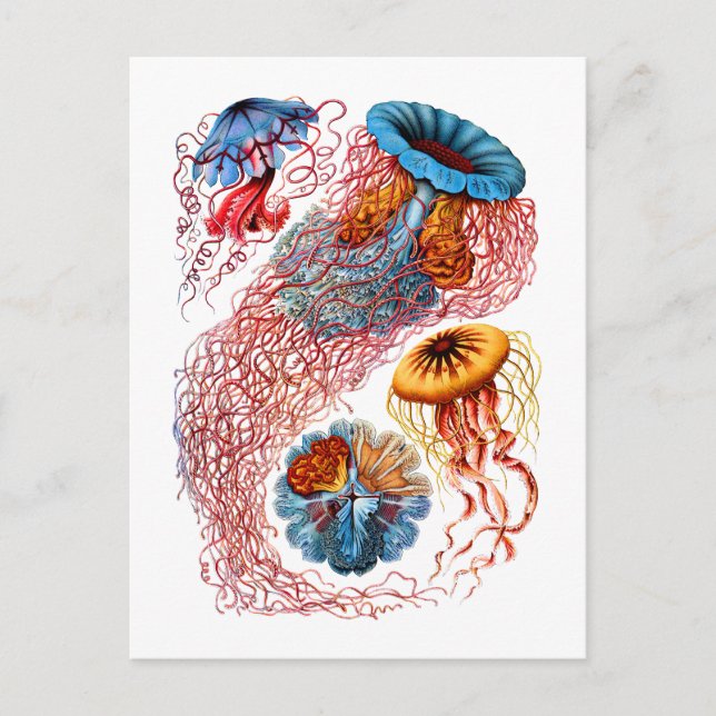 Carte Postale Discomedusae (Devant)