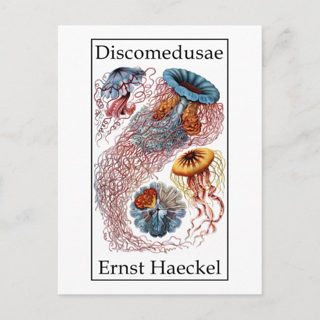Carte Postale Discomedusae par Ernst Haeckel (Devant)
