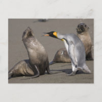 Discours de pingouin | Antarctique, île de Géorgie