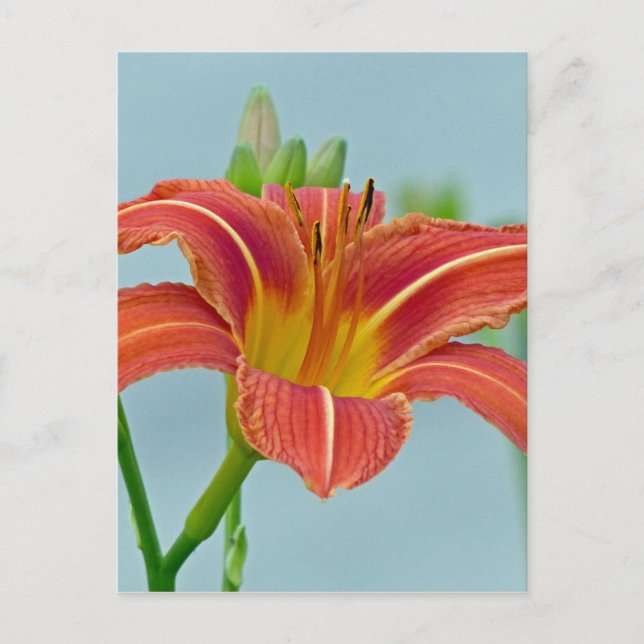 Carte Postale Ditch Lily (Devant)