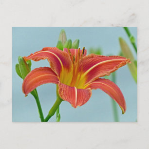 Carte Postale Ditch Lily