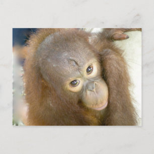 Carte Postale Dites non à la cruauté