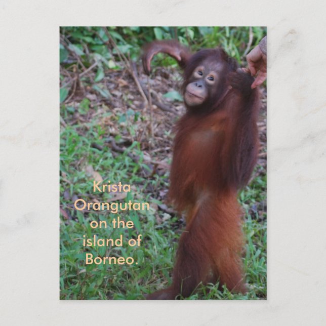 Carte Postale Dites non aux brutes avec Krista orangutan (Devant)