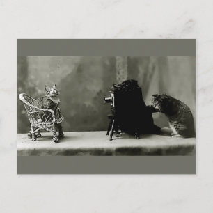 Carte Postale Diva chat photographie vintage