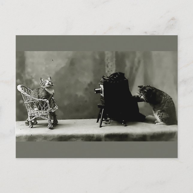 Carte Postale Diva chat photographie vintage (Devant)