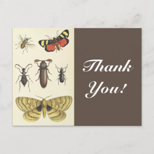 Carte Postale Divers insectes + "Merci !", Vintage Look