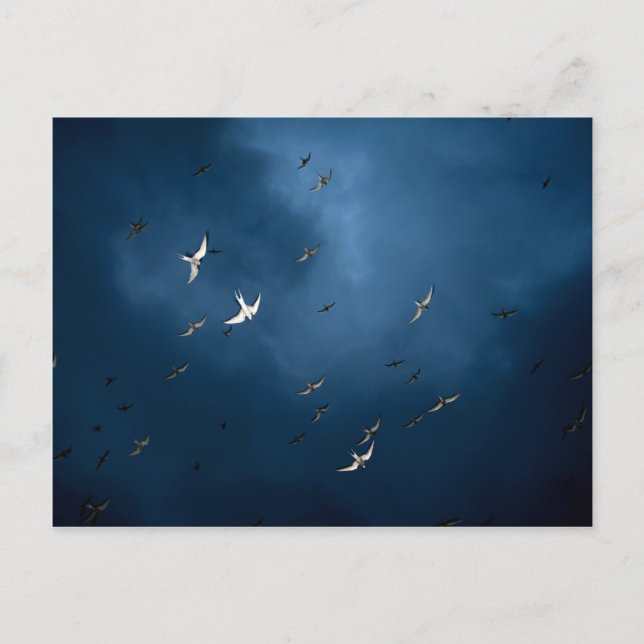 Carte Postale Divers - Terne arctique et Motif ciel bleu (Devant)