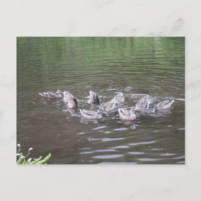 Carte Postale diverses scènes d'alaska (Devant)