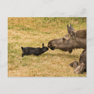 Carte Postale Diversité