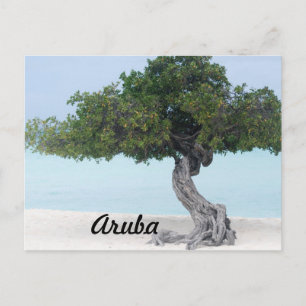 Carte Postale Divi Divi Tree
