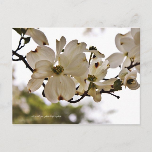 Carte postale Divine Dogwood Spring (Devant)