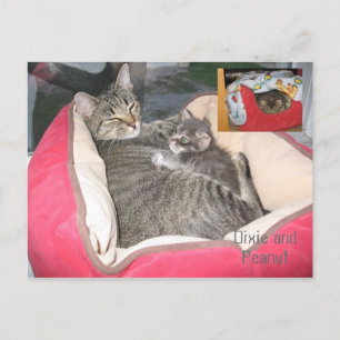 Carte Postale Dixie & Arachide dans le lit de Peanut
