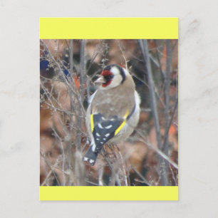 Carte postale DIY Chardonneret élégant