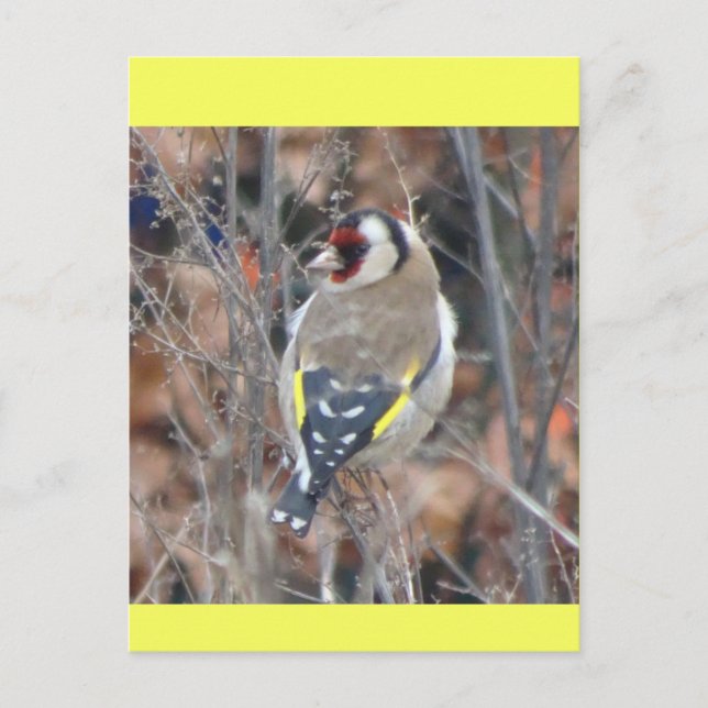 Carte postale DIY Chardonneret élégant (Devant)