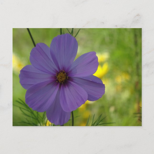 Carte postale DIY de fleur de Cosmea violette (Devant)