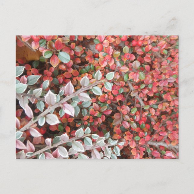 Carte postale DIY Feuilles Rouges et Vertes (Devant)